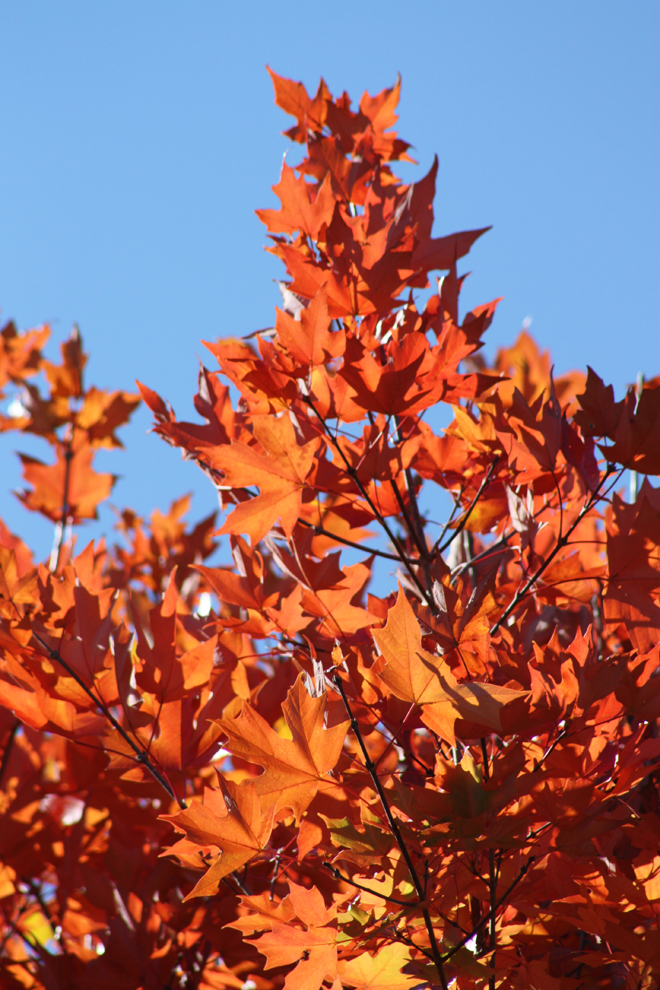 fallfoliage